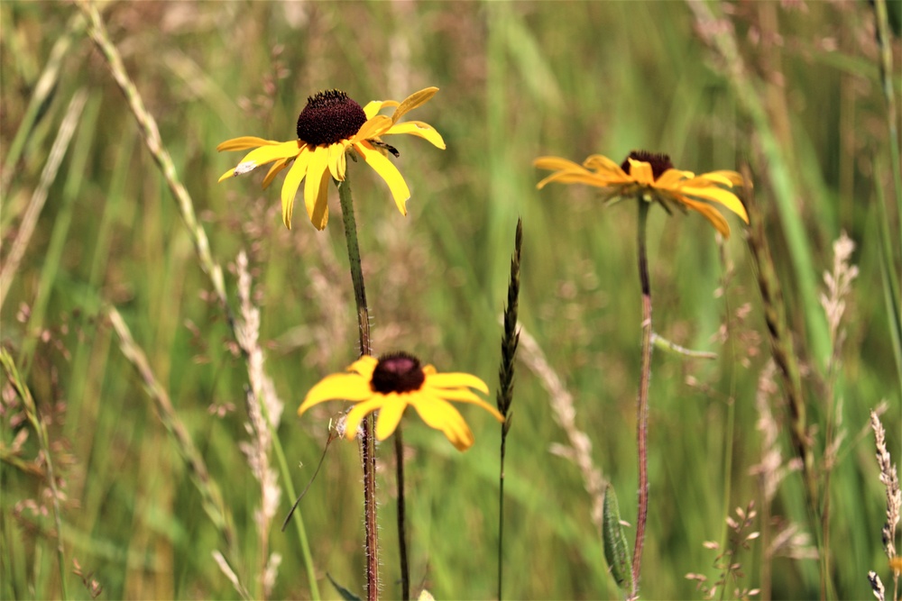 Prairie, grassland habitat at Fort McCoy