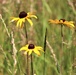 Prairie, grassland habitat at Fort McCoy