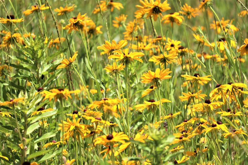 Prairie, grassland habitat at Fort McCoy