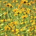 Prairie, grassland habitat at Fort McCoy