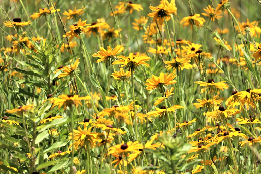 Prairie, grassland habitat at Fort McCoy