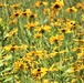 Prairie, grassland habitat at Fort McCoy