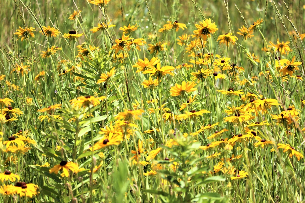 Prairie, grassland habitat at Fort McCoy