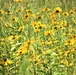 Prairie, grassland habitat at Fort McCoy