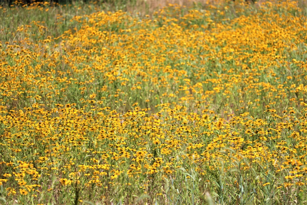 Prairie, grassland habitat at Fort McCoy