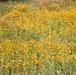 Prairie, grassland habitat at Fort McCoy