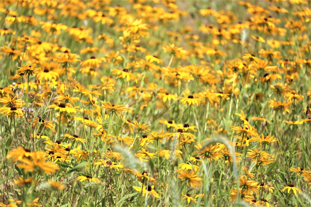 Prairie, grassland habitat at Fort McCoy