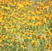 Prairie, grassland habitat at Fort McCoy