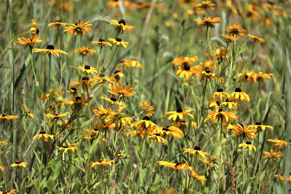 Prairie, grassland habitat at Fort McCoy