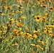 Prairie, grassland habitat at Fort McCoy