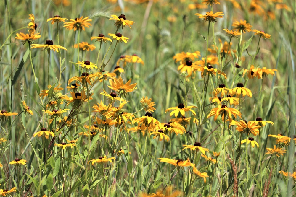 Prairie, grassland habitat at Fort McCoy