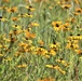 Prairie, grassland habitat at Fort McCoy