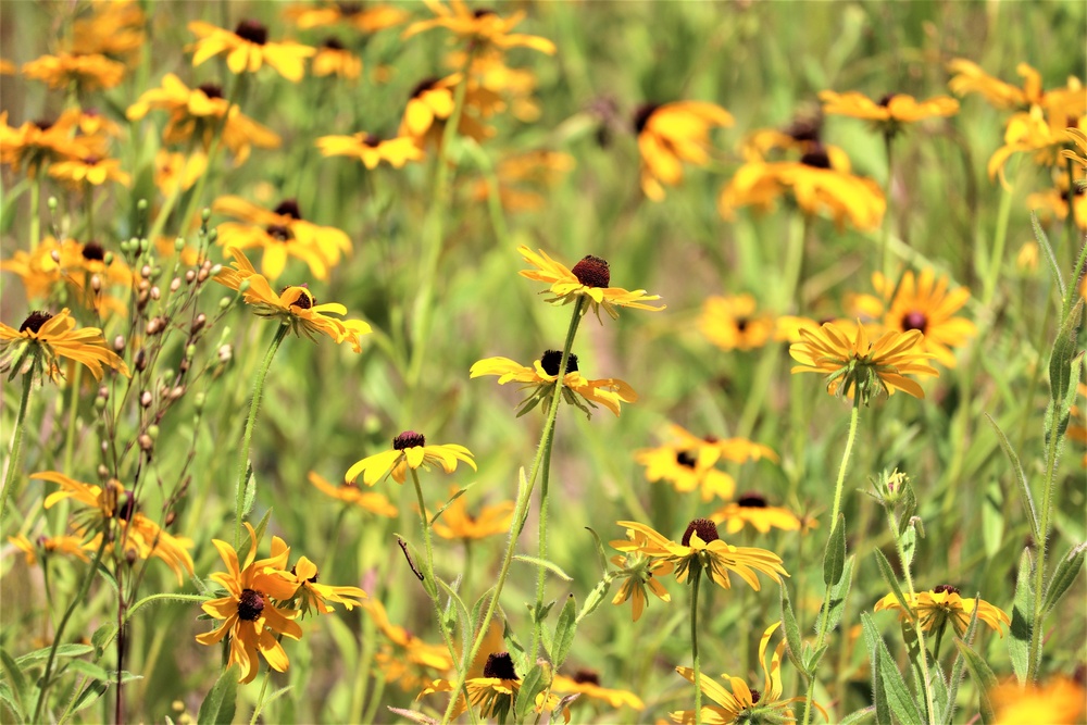 Prairie, grassland habitat at Fort McCoy