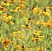 Prairie, grassland habitat at Fort McCoy