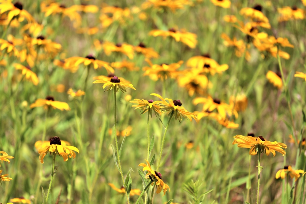 Prairie, grassland habitat at Fort McCoy