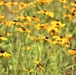 Prairie, grassland habitat at Fort McCoy