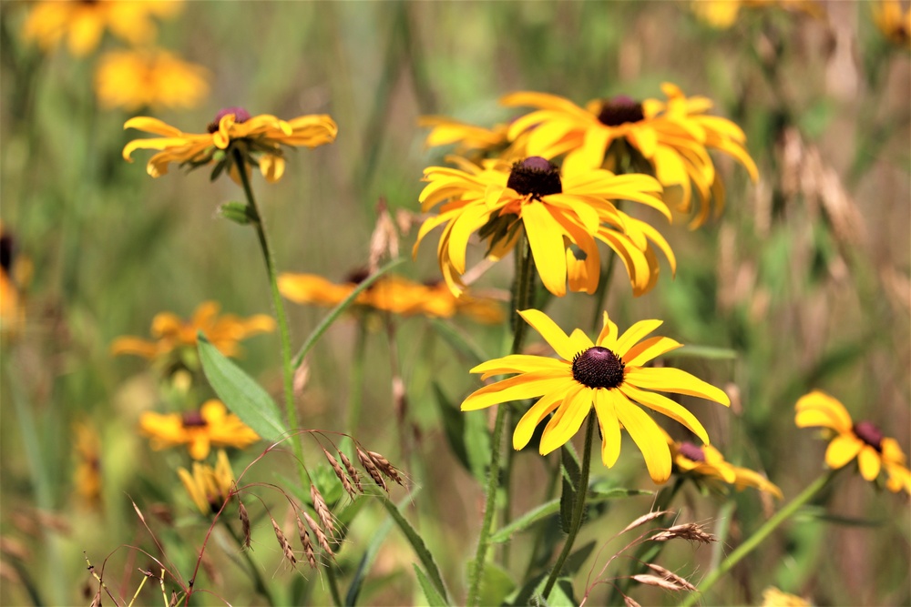 Prairie, grassland habitat at Fort McCoy