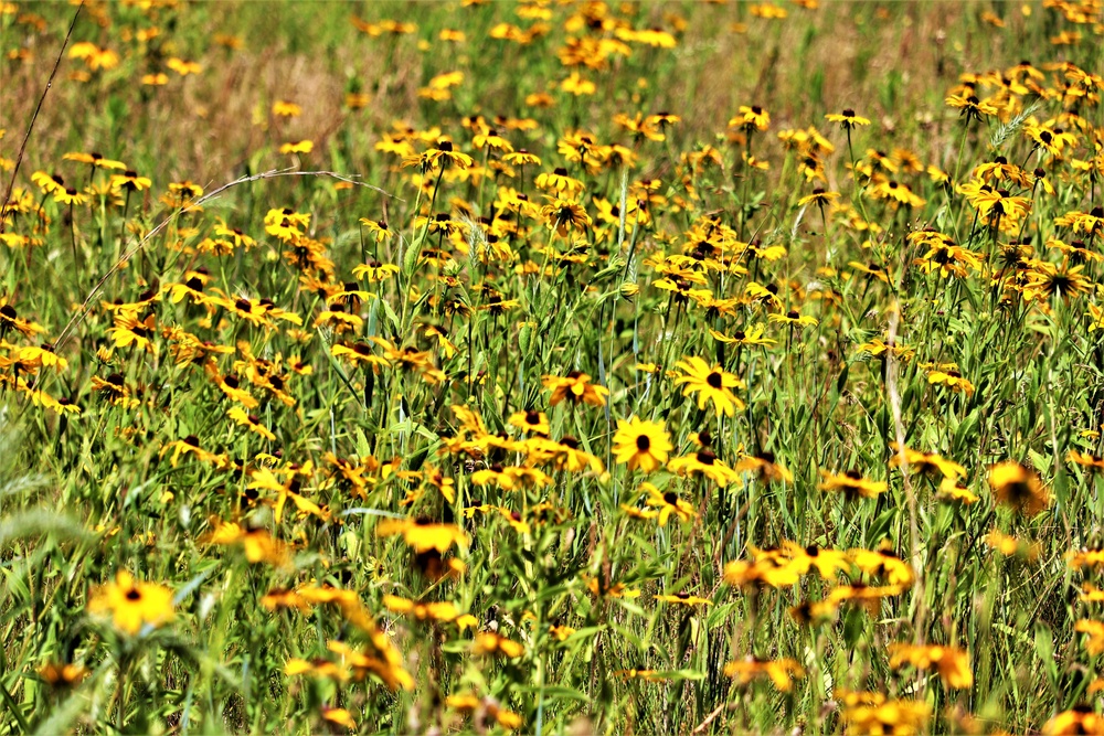 Prairie, grassland habitat at Fort McCoy