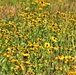 Prairie, grassland habitat at Fort McCoy