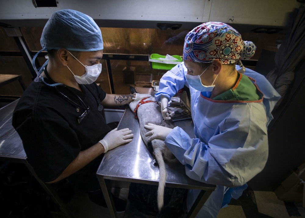 USNS Comfort veterinarians assist volunteers at a mobile spay and neuter clinic