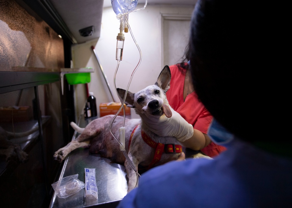 USNS Comfort veterinarians assist volunteers at a mobile spay and neuter clinic
