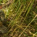 Marines endure Jungle Warfare Training in Honduras