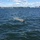Coast Guard suspends search for possible person in the water
