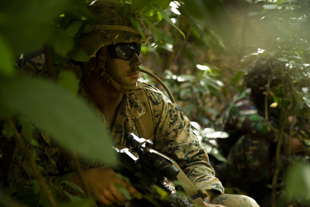 DVIDS - Images - U.S. Marines and sailors conduct a jungle patrol ...