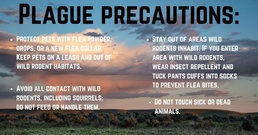 Plague impacts prairie dog population, no cause for concern