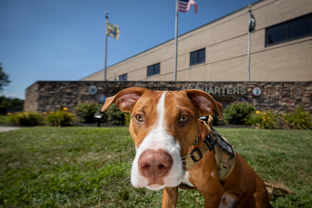 The New Jersey National Guard welcomes first therapy dog Ace