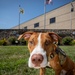 The New Jersey National Guard welcomes first therapy dog Ace