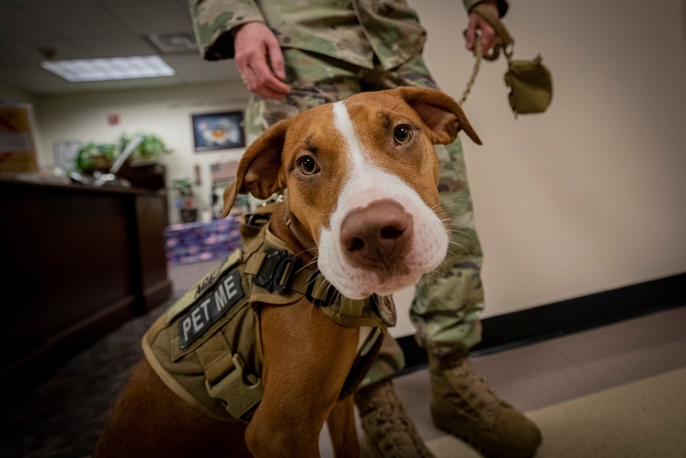 The New Jersey National Guard welcomes first therapy dog Ace