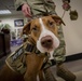 The New Jersey National Guard welcomes first therapy dog Ace