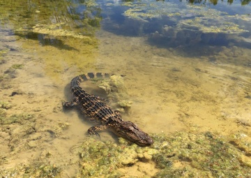 Land and Wildlife Resources surveys game populations on MCB Camp Lejeune