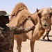 Task Force Cavalier Candid Camel