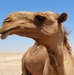 Task Force Cavalier Candid Camel