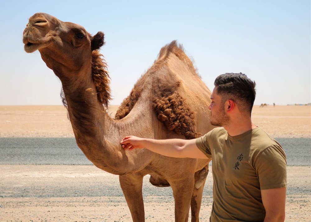 Task Force Cavalier Candid Camel