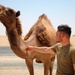 Task Force Cavalier Candid Camel