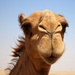 Task Force Cavalier Candid Camel