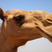 Task Force Cavalier Candid Camel