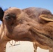 Task Force Cavalier Candid Camel