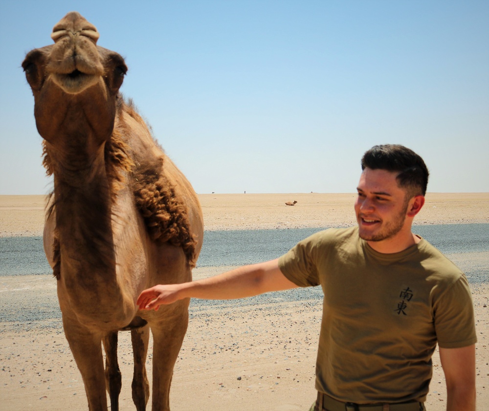 Task Force Cavalier Candid Camel