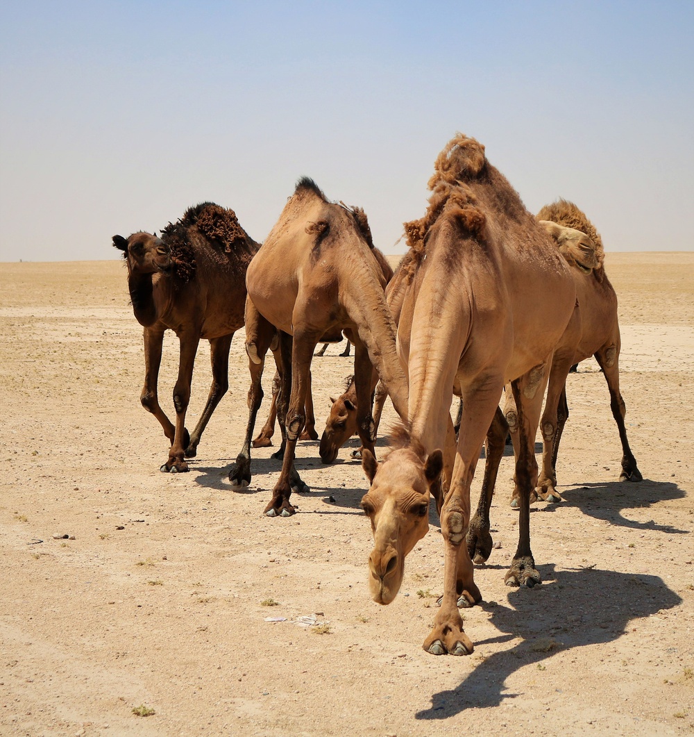 Task Force Cavalier Candid Camel