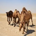 Task Force Cavalier Candid Camel