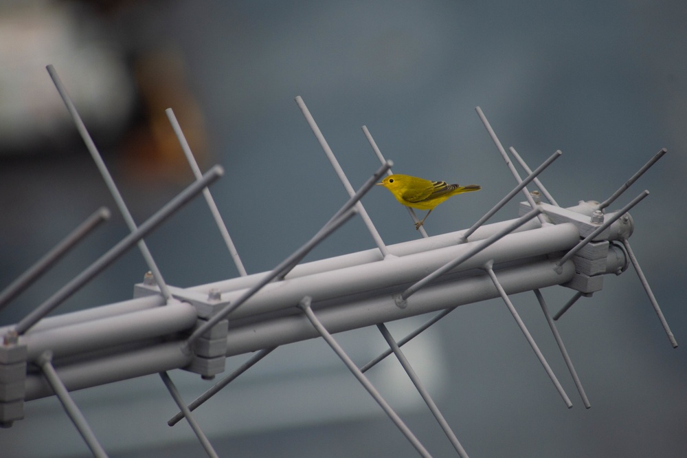 A Yellow warbler the aircraft carrier USS John C. Stennis (CVN 74) conducts flight operations