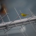 A Yellow warbler the aircraft carrier USS John C. Stennis (CVN 74) conducts flight operations