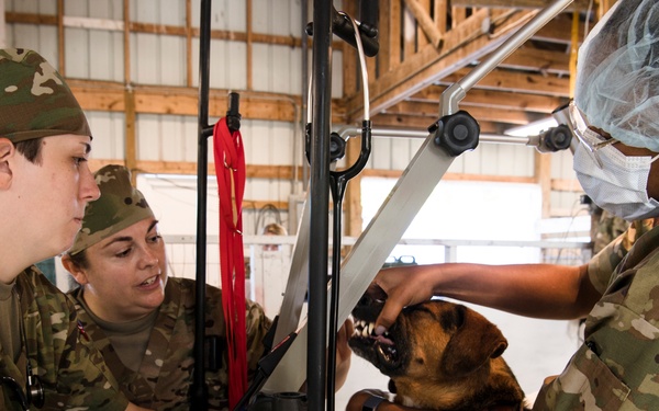 "Show me your teeth:" veterinary services at Appalachian Care 2019