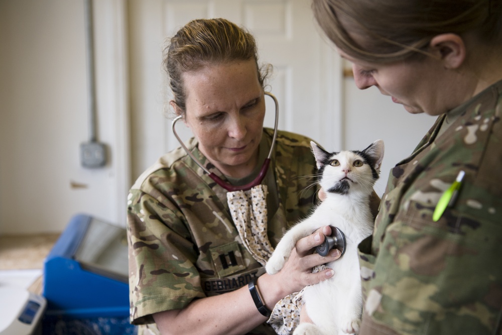 Kitten check-up at Appalachian Care 2019