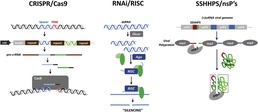 Study Uncovers a Strategy that Viruses use to Evade Immediate Immune Responses