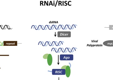 Study Uncovers a Strategy that Viruses use to Evade Immediate Immune Responses